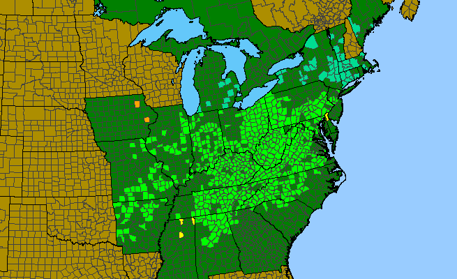 The range of Sedum ternatum